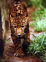 Belize Zoo