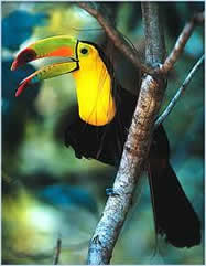 Belize Toucan